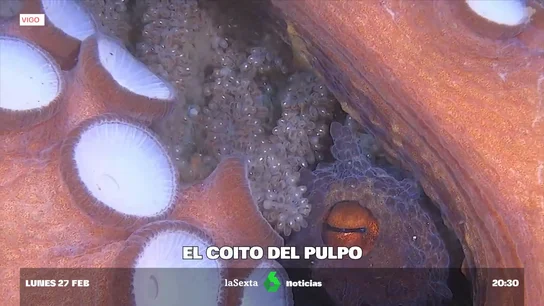 Pulpa Pulpa