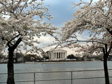 Por qué es buena idea visitar Washington en marzo Por qué es buena idea visitar Washington en marzo