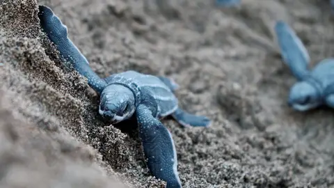 Tortugas Tortugas