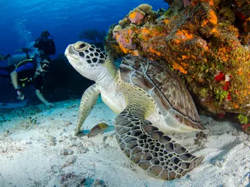 Los mejores lugares del mundo para ver tortugas marinas Los mejores lugares del mundo para ver tortugas marinas