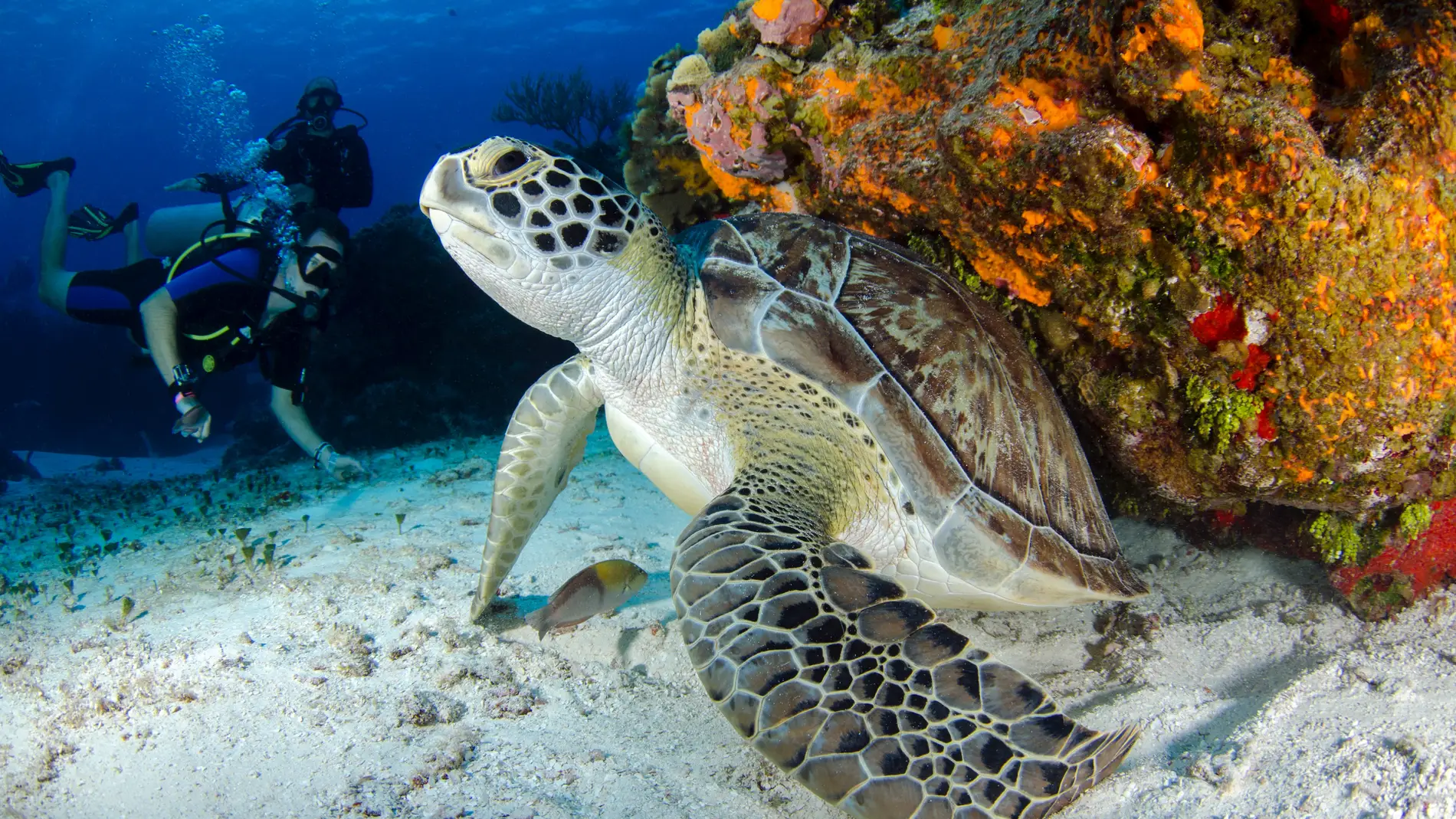 Los mejores lugares del mundo para ver tortugas marinas