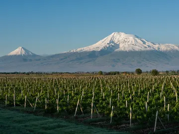 vides en Armenia vides en Armenia