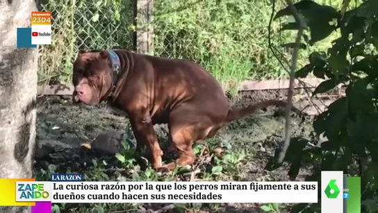 caca perros zapeando caca perros zapeando