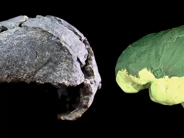 Describen la morfologia cerebral de un Homo erectus que no difiere demasiado de la humana Describen la morfologia cerebral de un Homo erectus que no difiere demasiado de la humana