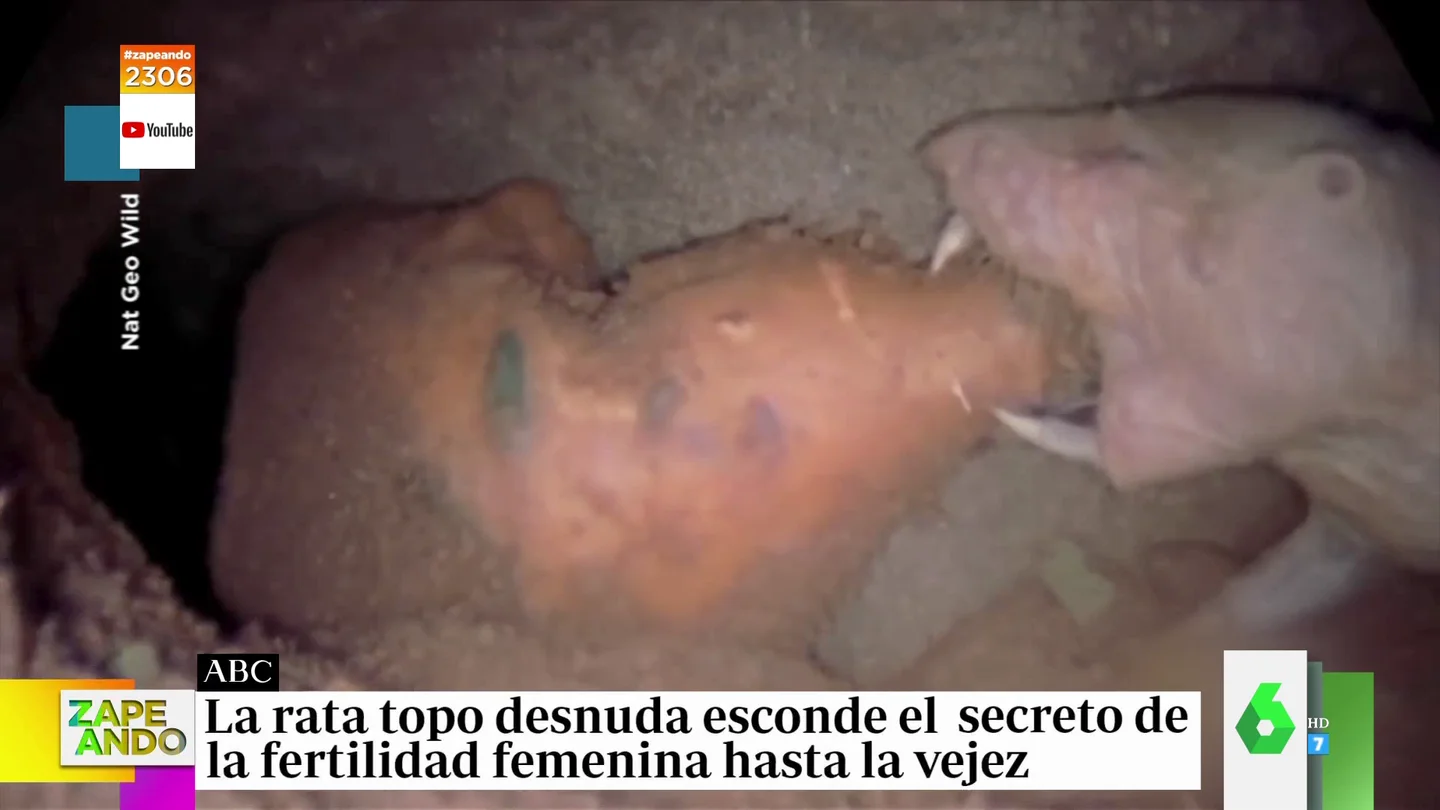 Los 'superpoderes' de la rata topo: de vivir sin oxígeno a poder reproducirse hasta la vejez Los 'superpoderes' de la rata topo: de vivir sin oxígeno a poder reproducirse hasta la vejez