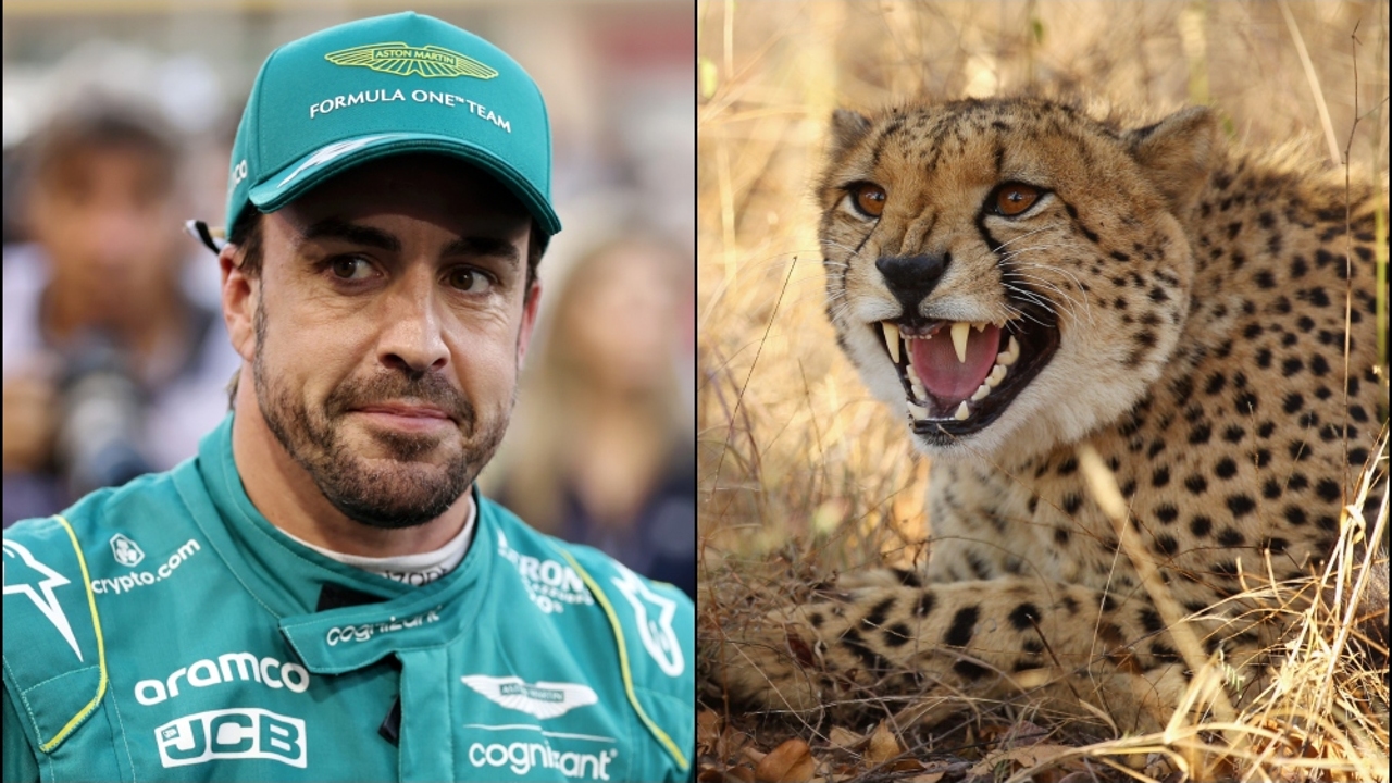 Lobato exalts Fernando Alonso: “He was a cheetah with a splinter in his paw”