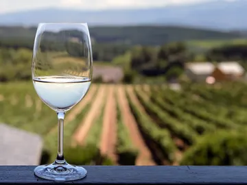 Copa de vino en viñedo Copa de vino en viñedo