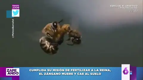 El viral con final triste que muestra la curiosa cópula de las abejas en el aire 