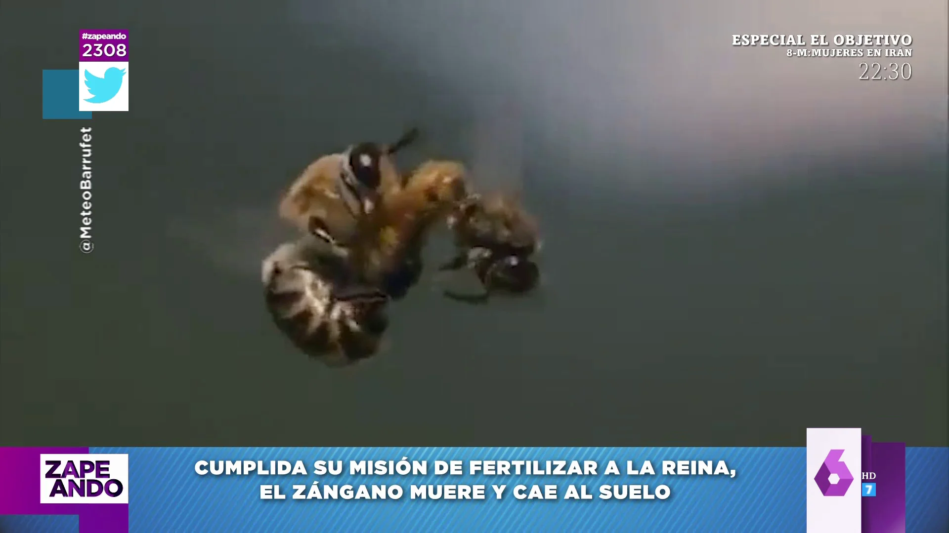 El viral con final triste que muestra la curiosa cópula de las abejas en el aire 