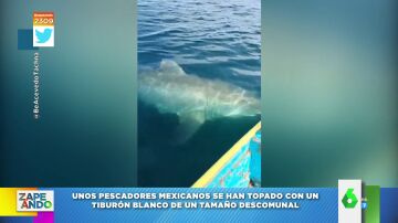 El susto viral de unos pescadores al ver cómo un tiburón de grandes dimensiones pasaba debajo de la barca 