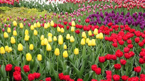 Tulipanes