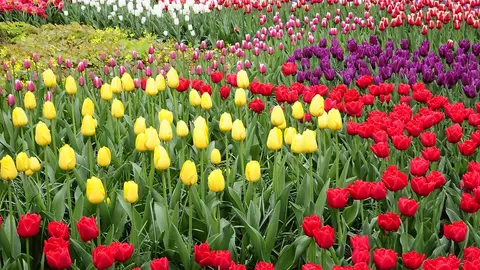 Tulipanes Tulipanes