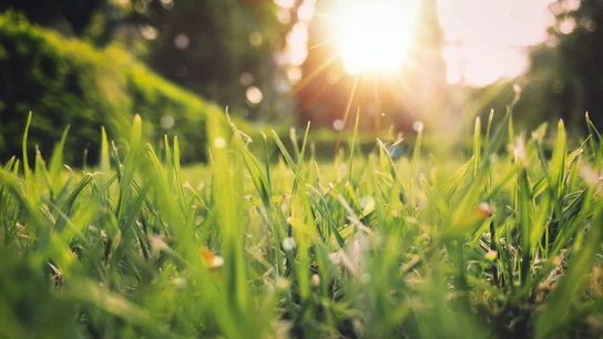 Más sol, mejores temperaturas y florecen los campos: así es como llega la primavera Más sol, mejores temperaturas y florecen los campos: así es como llega la primavera