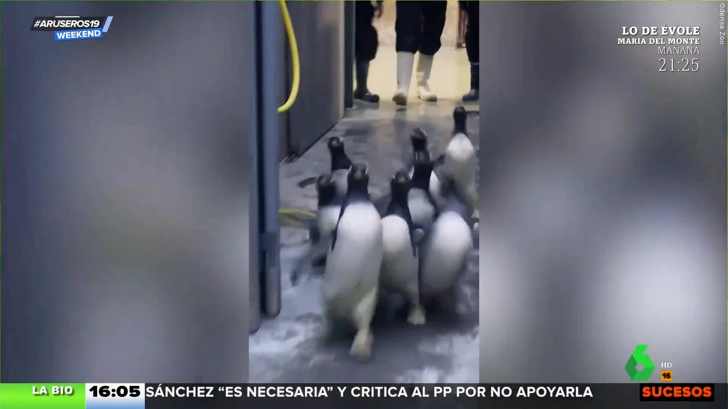 El emotivo regreso de los pingüinos a su hogar renovado El emotivo regreso de los pingüinos a su hogar renovado