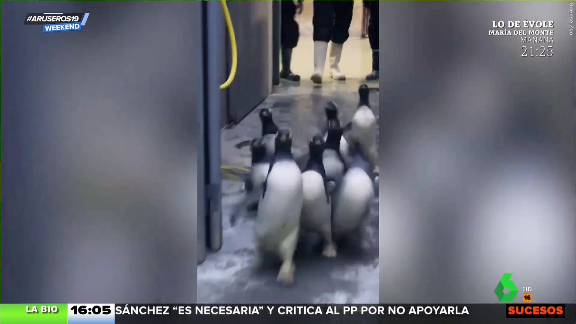 El emotivo regreso de los pingüinos a su hogar renovado