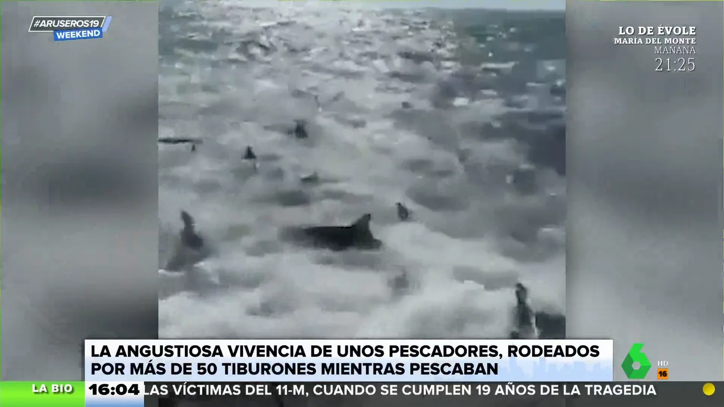 La angustiosa vivencia de unos pescadores rodeados por más de 50 tiburones La angustiosa vivencia de unos pescadores rodeados por más de 50 tiburones