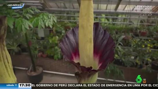 Así son las plantas con 'olor a muerto' de tres metros y medio que están creciendo en Holanda Así son las plantas con 'olor a muerto' de tres metros y medio que están creciendo en Holanda