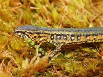 lagarto hallado en los Andes peruanos lagarto hallado en los Andes peruanos