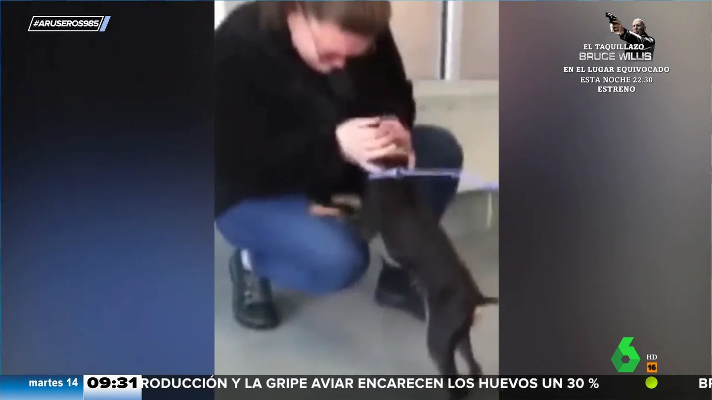 Encuentra a su perro 7 años después de haberse perdido Encuentra a su perro 7 años después de haberse perdido