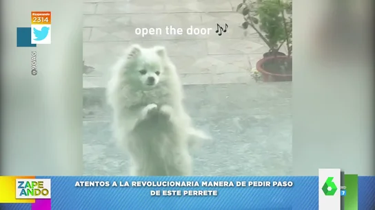 El adorable baile de un perro para pedirle a su dueño entrar El adorable baile de un perro para pedirle a su dueño entrar