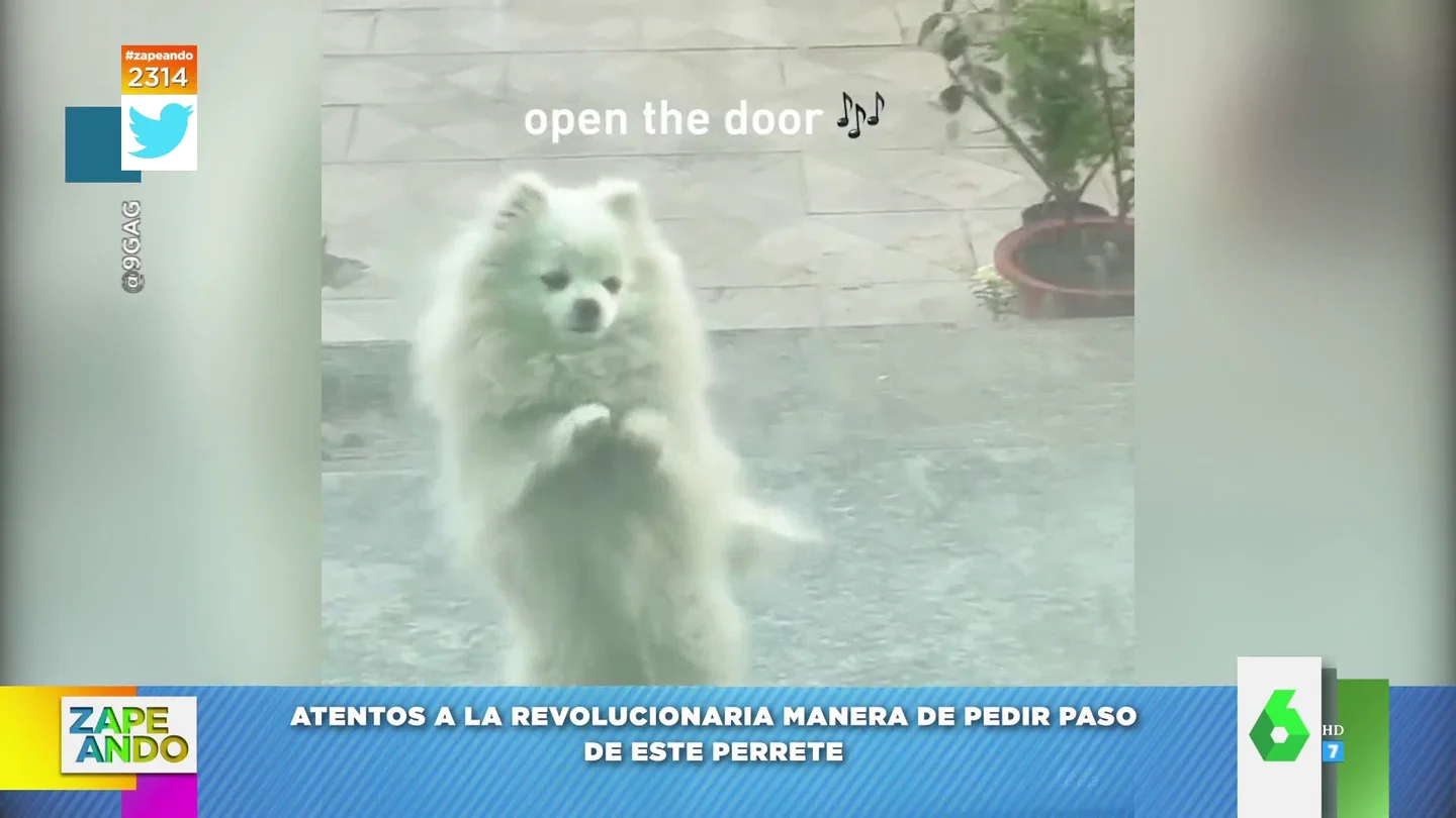 El adorable baile de un perro para pedirle a su dueño entrar El adorable baile de un perro para pedirle a su dueño entrar