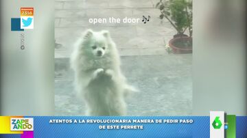 El adorable baile de un perro para pedirle a su dueño entrar