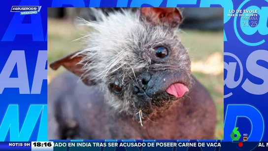 Aruseros: Peggy, el perro más feo de Gran Bretaña Aruseros: Peggy, el perro más feo de Gran Bretaña