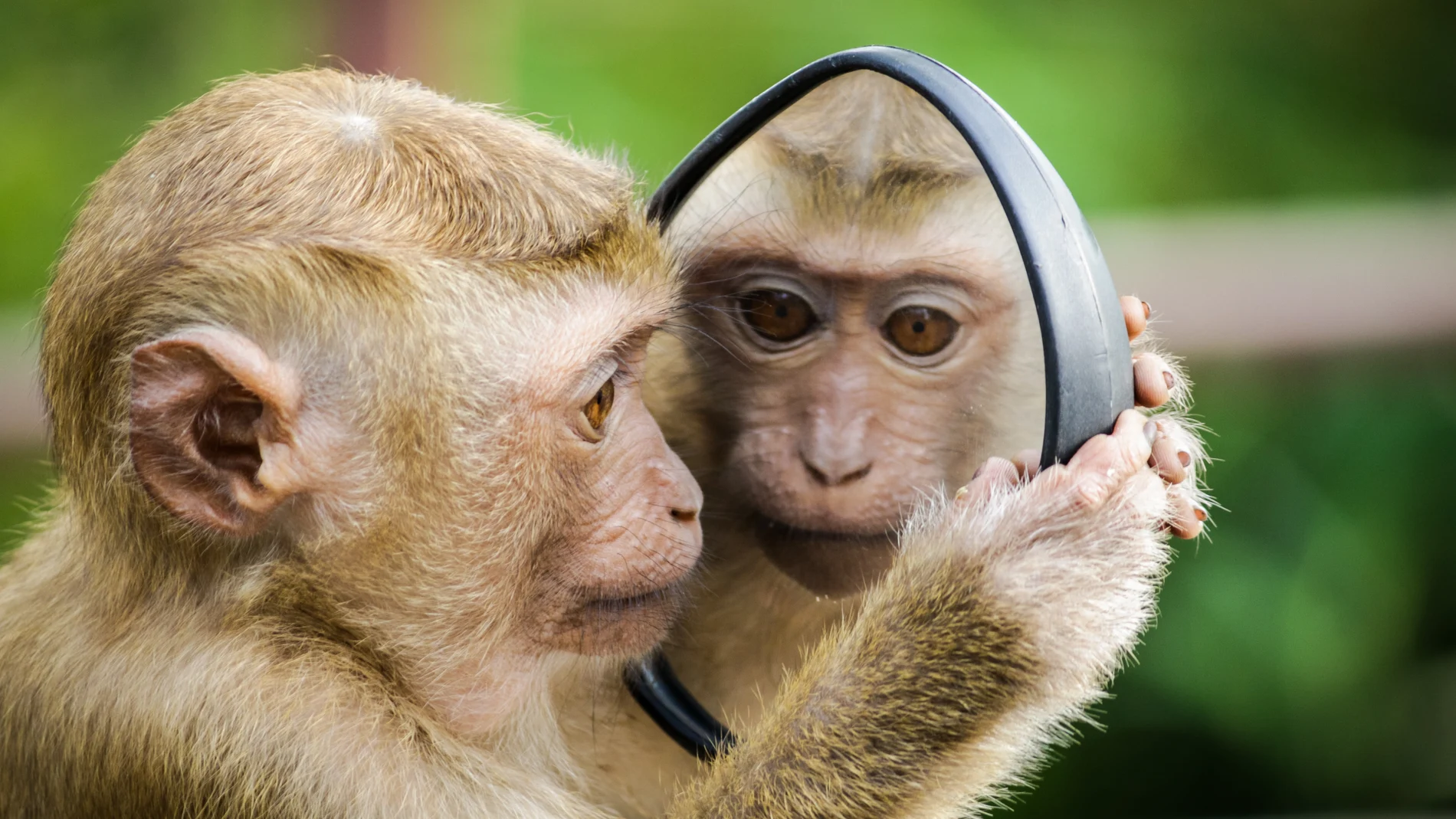 Un mono viendo su propio reflejo en un espejo