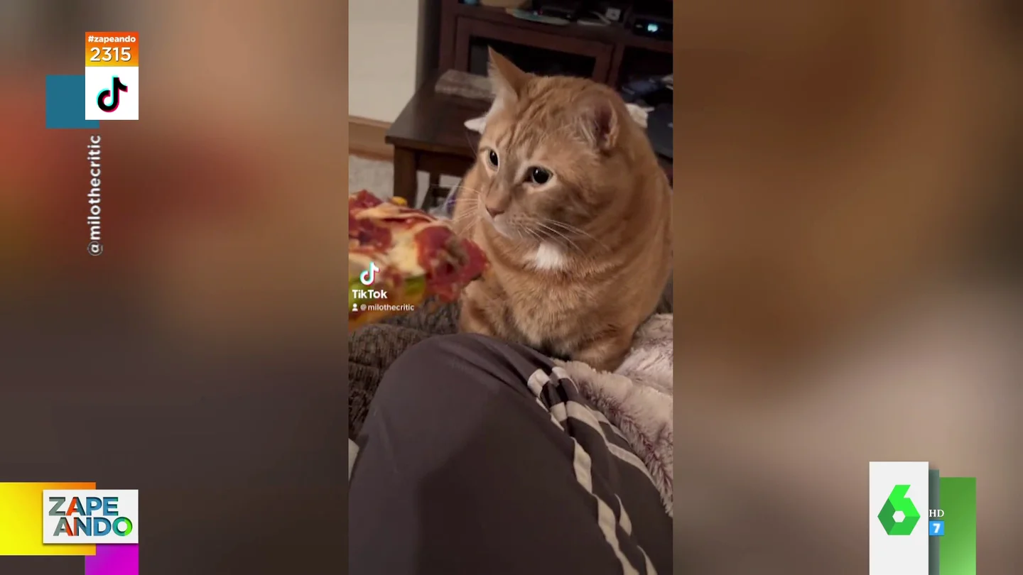 Las arcadas virales de un gato cuando su dueña le da pizza para cenar Las arcadas virales de un gato cuando su dueña le da pizza para cenar