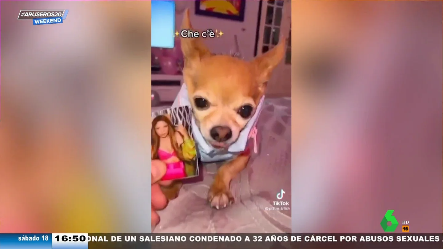 ¿Shakira o la familia de Piqué? El perro tiktoker lo tiene claro ¿Shakira o la familia de Piqué? El perro tiktoker lo tiene claro
