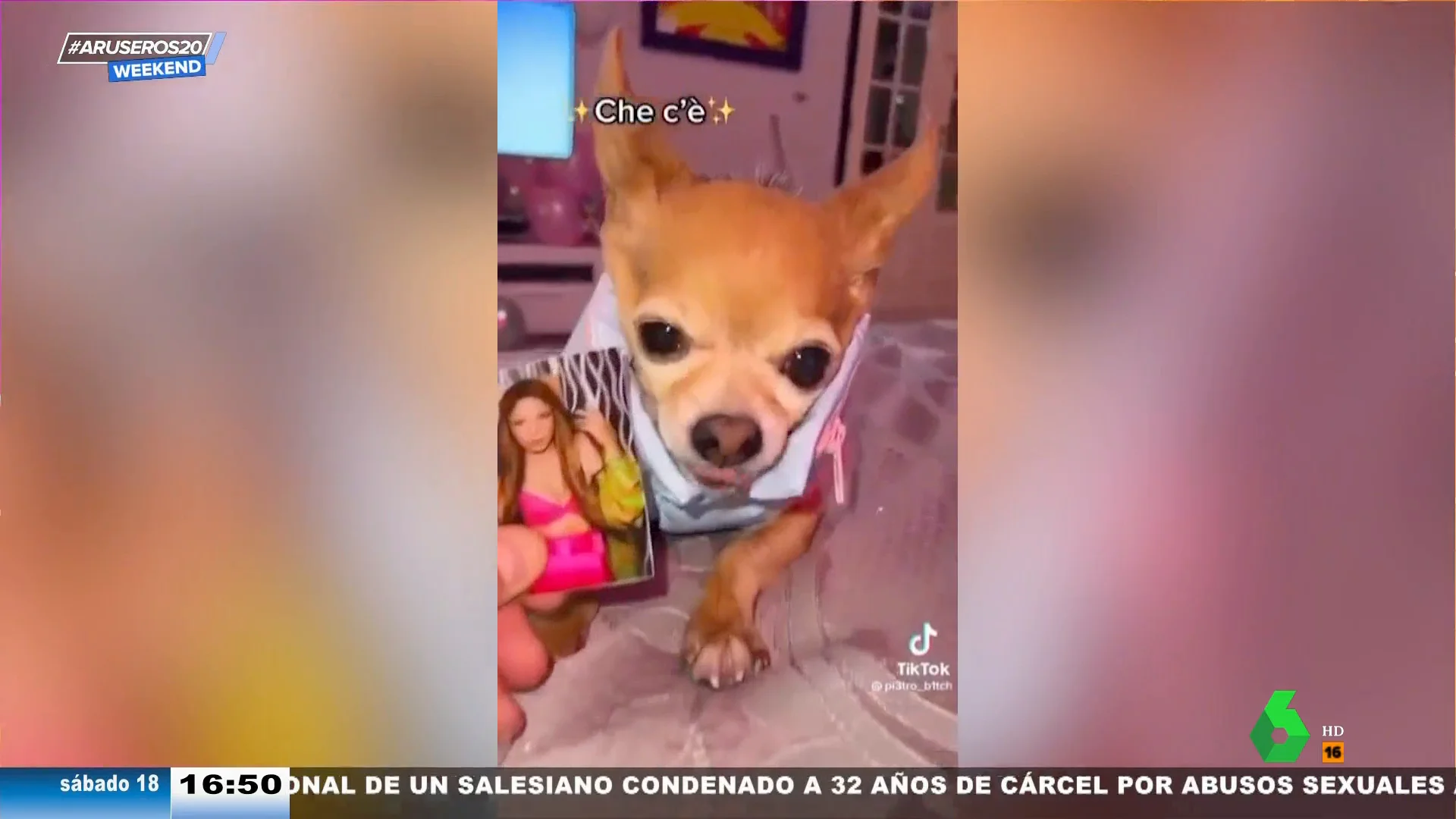 ¿Shakira o la familia de Piqué? El perro tiktoker lo tiene claro 