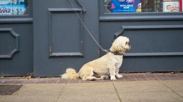 Imagen de archivo de un perro atado y solo en la calle mientras espera a su dueño