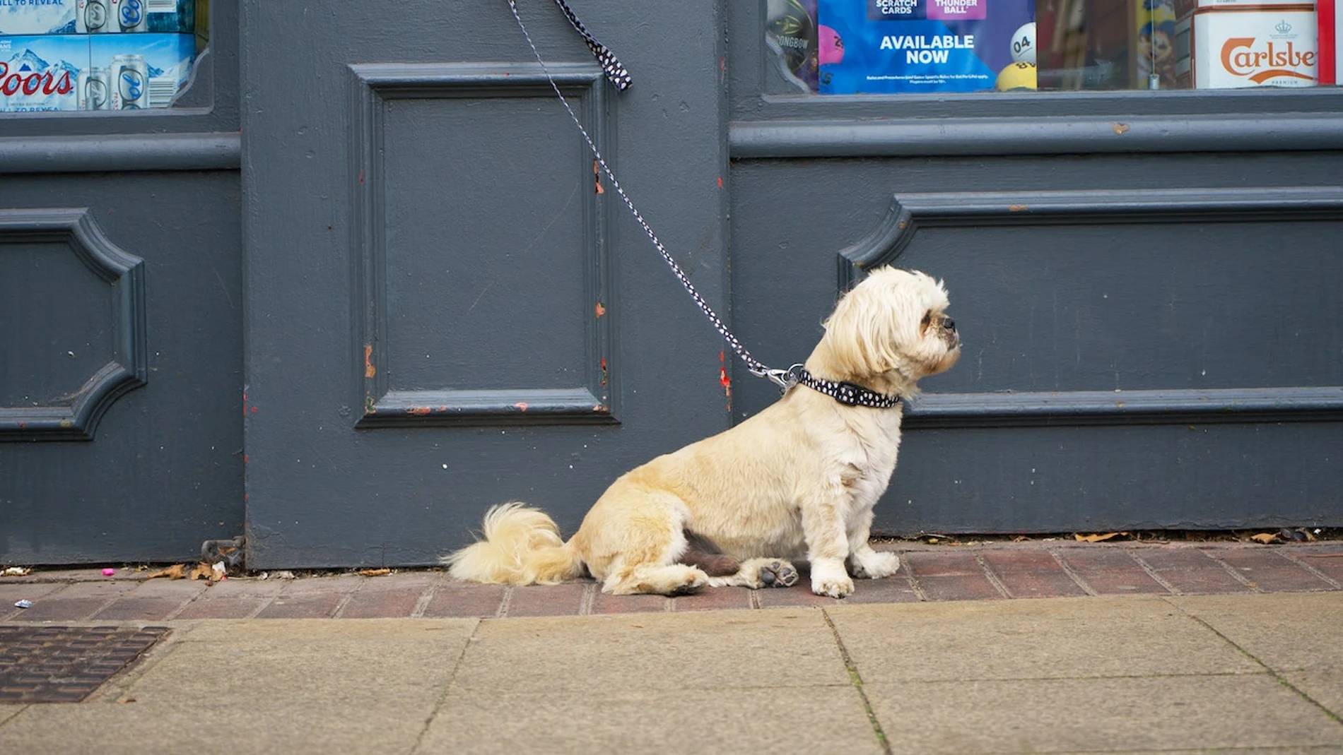 Imagen de archivo de un perro atado y solo en la calle mientras espera a su dueño