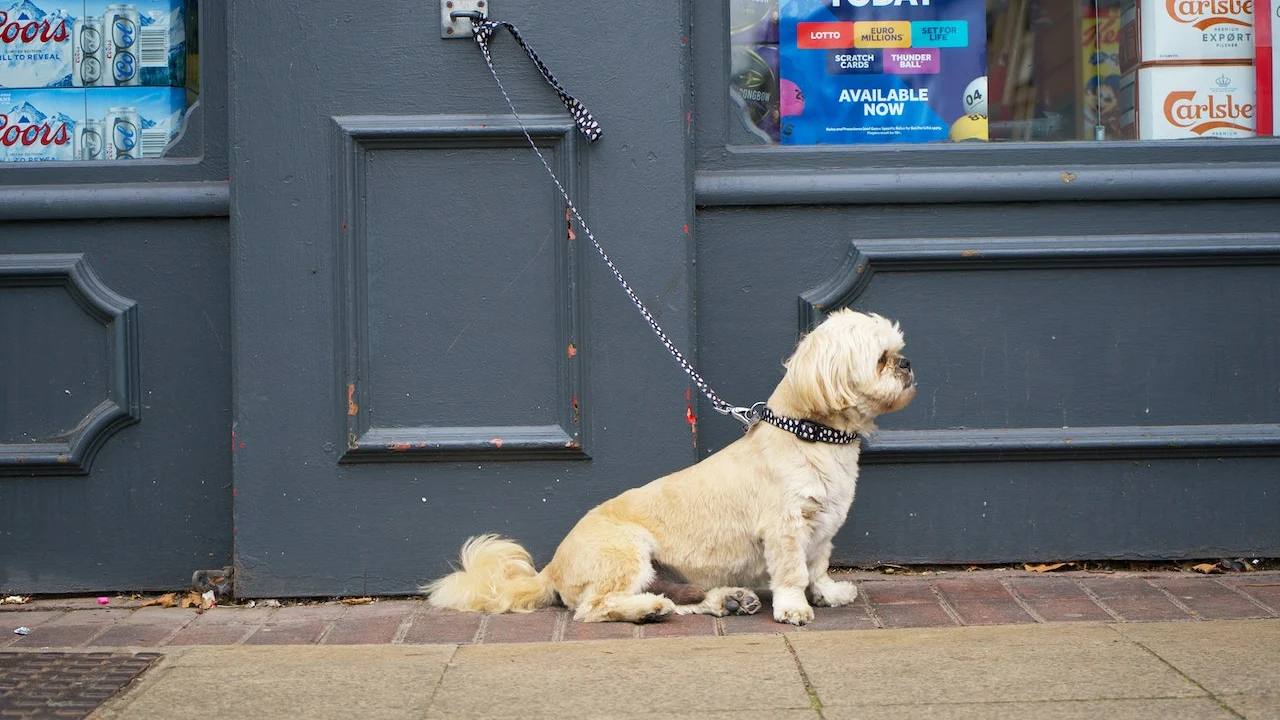 Ley animal: esta es la multa por dejar a tu perro solo atado en la calle