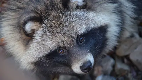 Tanuki Tanuki