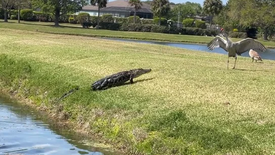 Un caimán y una grulla se baten en duelo de miradas con un claro ganador Un caimán y una grulla se baten en duelo de miradas con un claro ganador