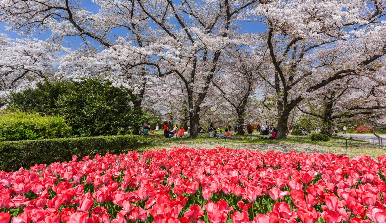 Jardín Botánico de Kioto, en Japón