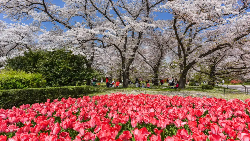 Jardín Botánico de Kioto, en Japón
