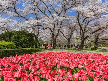 Jardín Botánico de Kioto, en Japón Jardín Botánico de Kioto, en Japón
