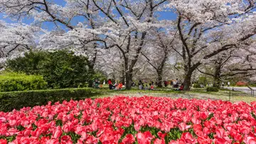 Jardín Botánico de Kioto, en Japón