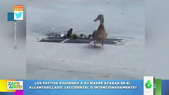 El vídeo de estos patitos que acaban cayendo a una alcantarilla casi hace llorar a Cristina Pedroche El vídeo de estos patitos que acaban cayendo a una alcantarilla casi hace llorar a Cristina Pedroche