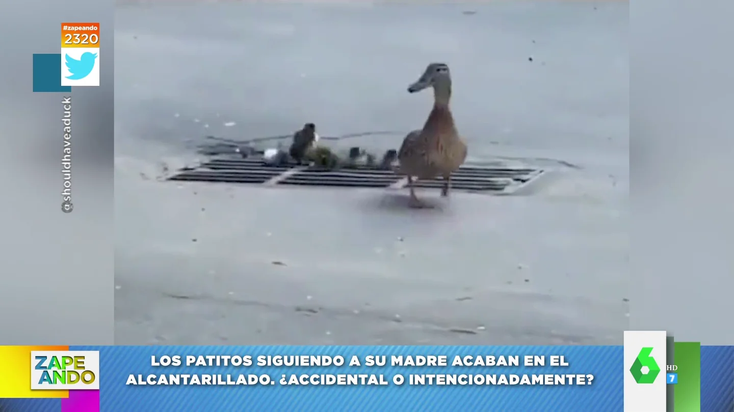 El vídeo de estos patitos que acaban cayendo a una alcantarilla casi hace llorar a Cristina Pedroche El vídeo de estos patitos que acaban cayendo a una alcantarilla casi hace llorar a Cristina Pedroche