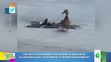 El vídeo de estos patitos que acaban cayendo a una alcantarilla casi hace llorar a Cristina Pedroche 