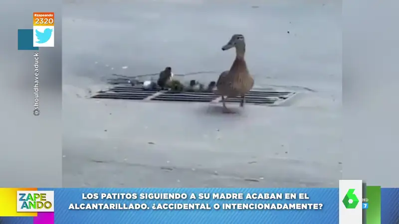 El vídeo de estos patitos que acaban cayendo a una alcantarilla casi hace llorar a Cristina Pedroche 
