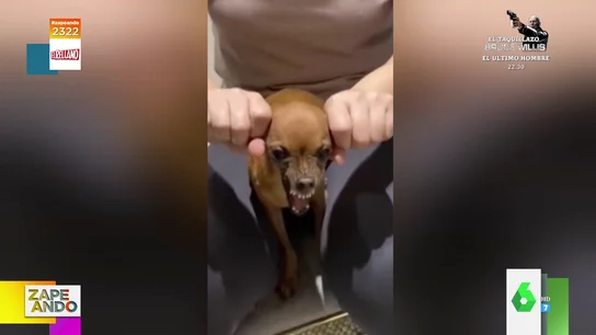 La 'moto-perro': el nuevo invento para tener una aunque no dispongas de dinero para comprarla La 'moto-perro': el nuevo invento para tener una aunque no dispongas de dinero para comprarla