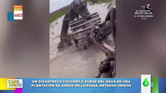 La inesperada aparición de un animal en el agua en una plantación de arroz de Luisiana La inesperada aparición de un animal en el agua en una plantación de arroz de Luisiana