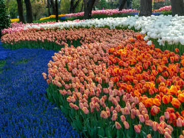 Los tulipanes también florecen en Estambul Los tulipanes también florecen en Estambul