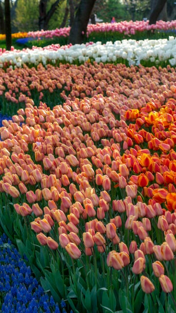 Los tulipanes también florecen en Estambul