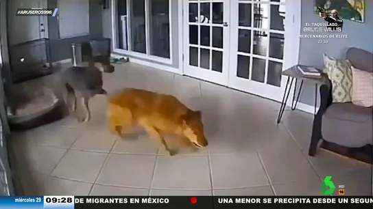 La increíble reacción de un perro cuando ve que otro sufre convulsiones La increíble reacción de un perro cuando ve que otro sufre convulsiones
