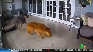 La increíble reacción de un perro cuando ve que otro sufre convulsiones